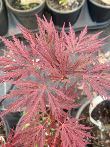 Acer palmatum 'Laura's Dissected'